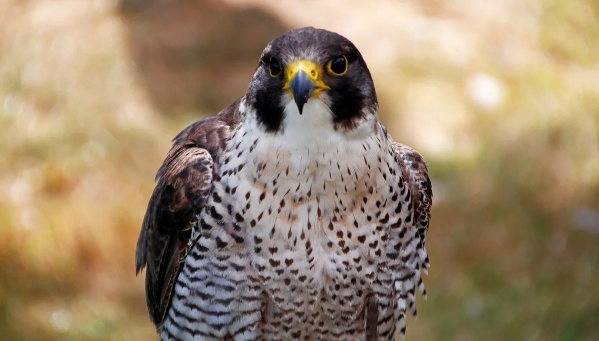 Wanderfalke | © Pixabay
